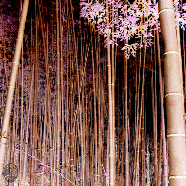 固、直、空、貞|tOUGH, sTRAIGHT, hOLLOW, fAITHFUL