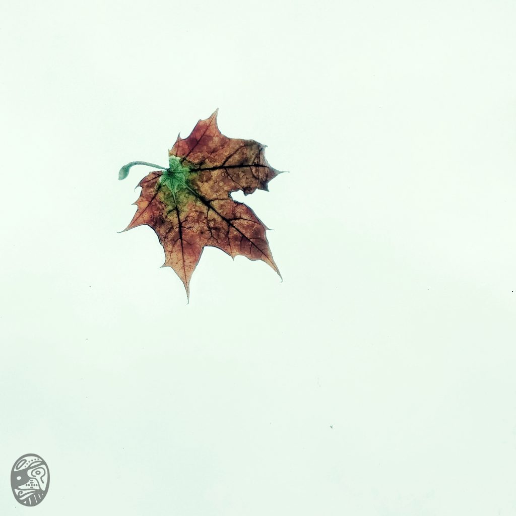 秋、葉|fALL, lEAF