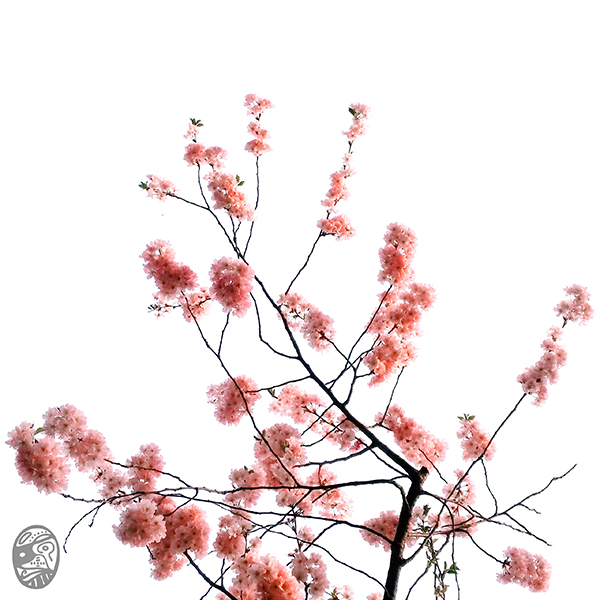 #情 #花 #開 #pASSION #fLOWER #bLOSSOM