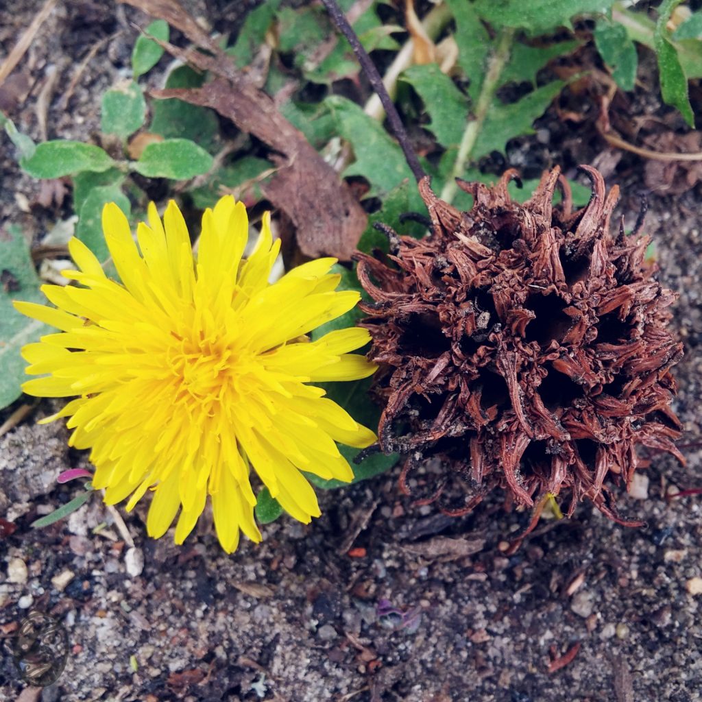 柔、堅|dELICATE, sTRONG