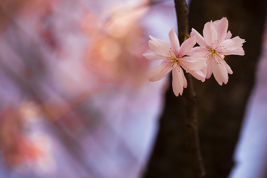 #櫻 #色・ #幸 #sAKURA #cOLOUR・ #hAPPY