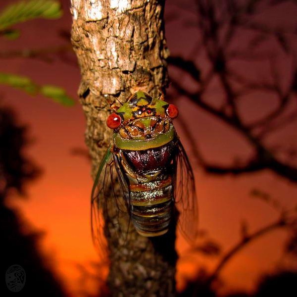 蟬、聯|cICADA, cONNECTED