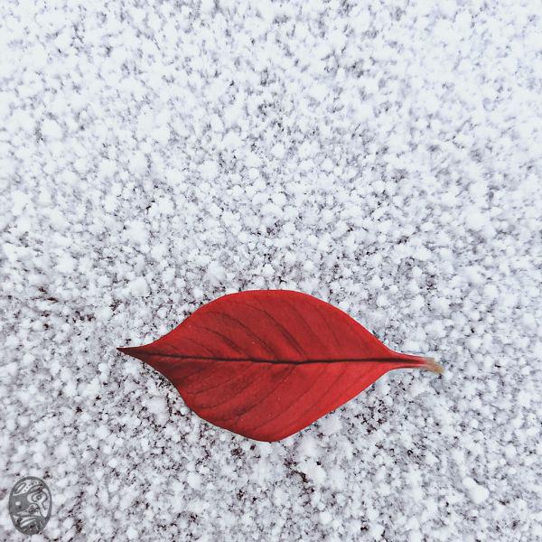 #冷 #艷 #紅 #cOLD #eLEGANT #rED