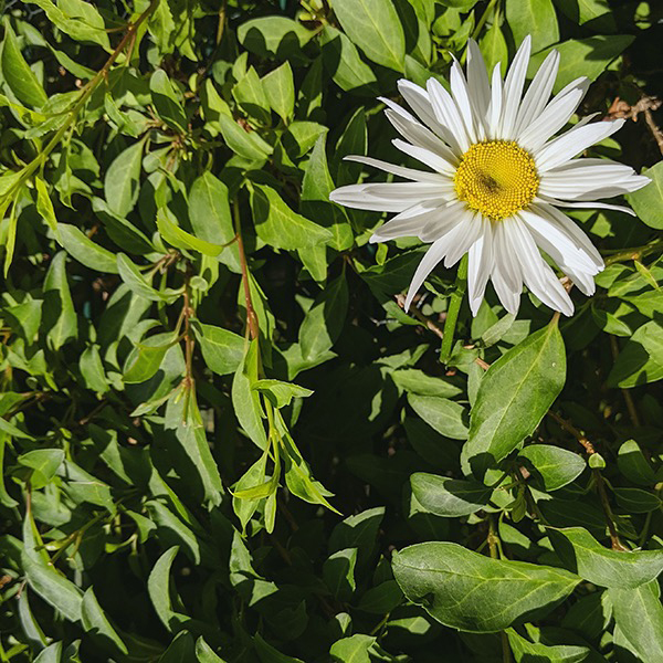 #放 #獨 #bLOOM #aLONE